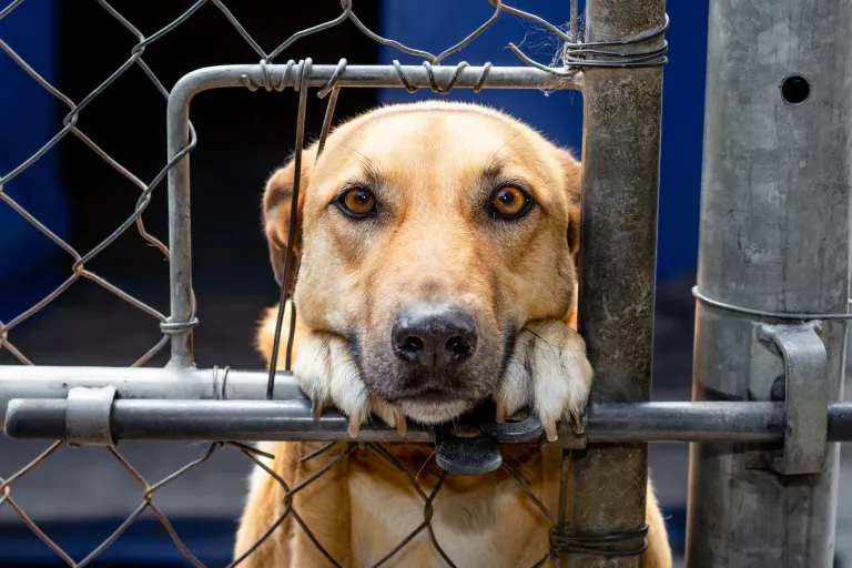 DARG DARG (Domestic Animal Rescue Group)