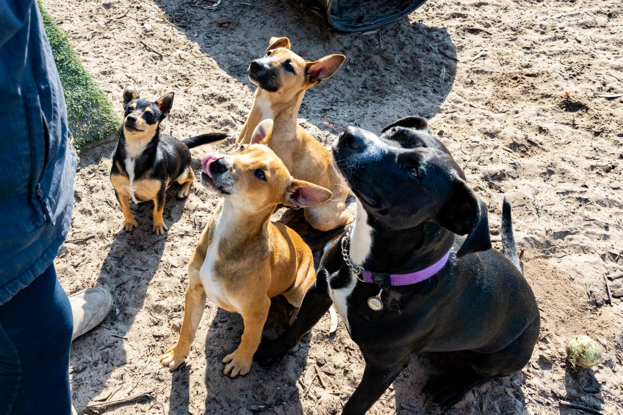 Tears Animal Rescue Tears Animal Rescue